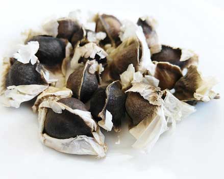 donde comprar moringa