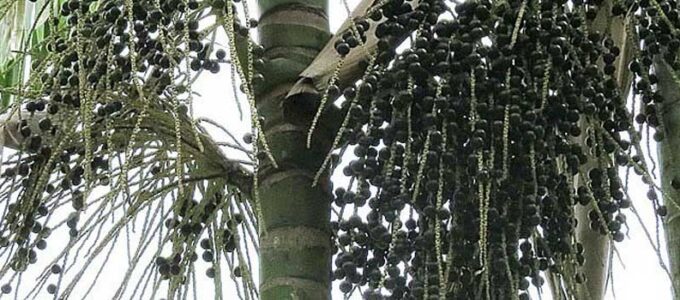 Acai: Qué es, donde comprar, propiedades y más información