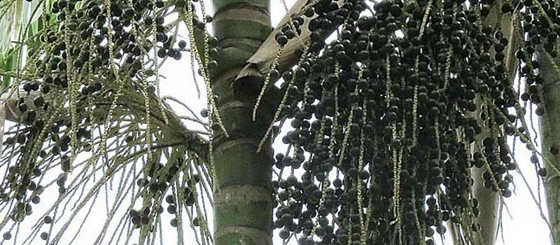 Acai