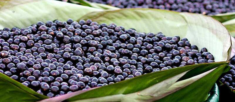 Acai